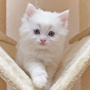 Are Cat Trees Safe For Kittens