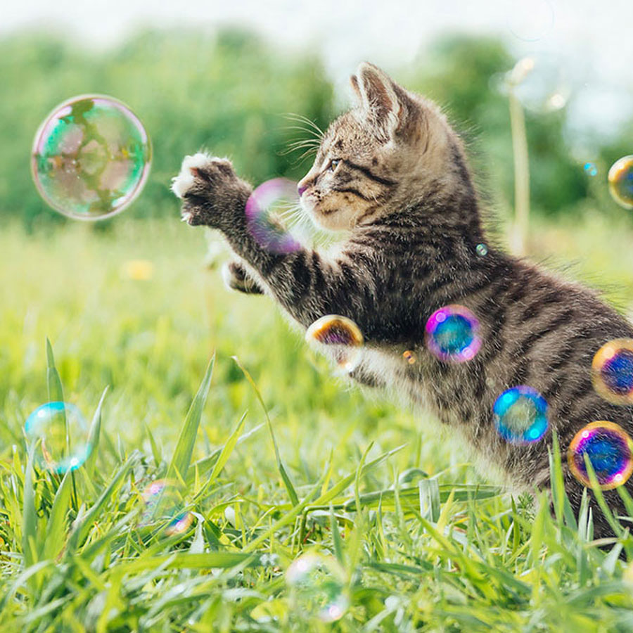 Are Catnip Bubbles Safe For Cats?