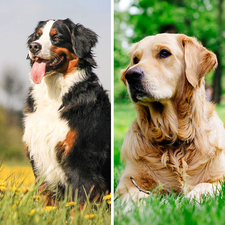 Bernese Mountain Dog Golden Retriever Mix Bernese Mountain Dog Golden Retriever Mix