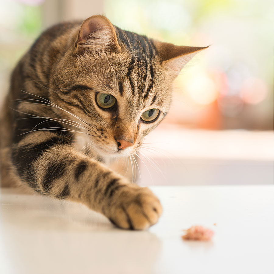 Best Automatic Cat Feeder • Reviews & Buying Guide