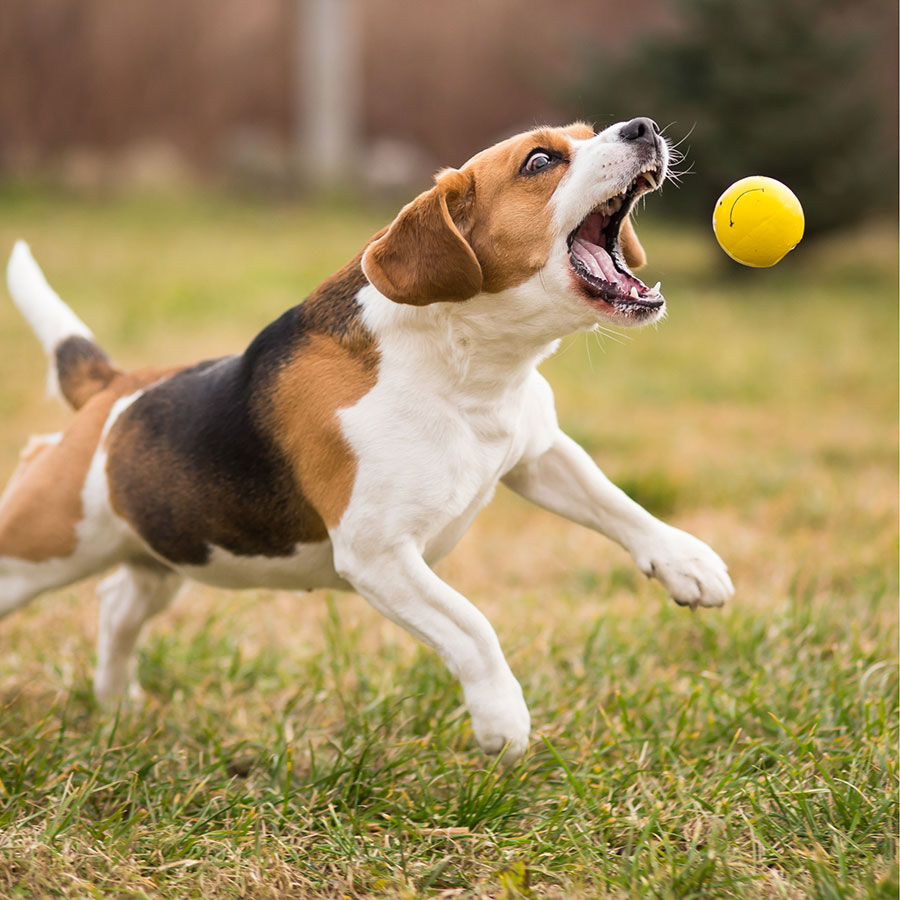 Best automatic dog ball launcher online