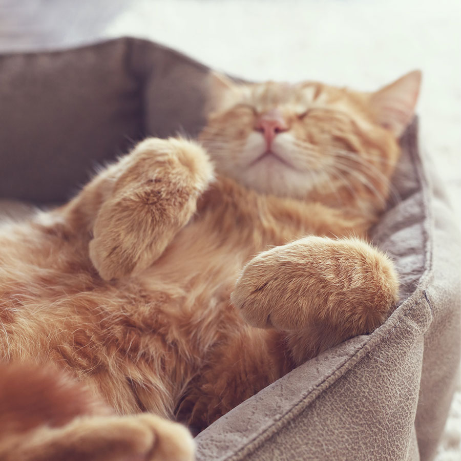 Best Cat Bed • Reviews & Buying Guide