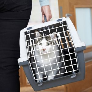 Best Cat Carrier