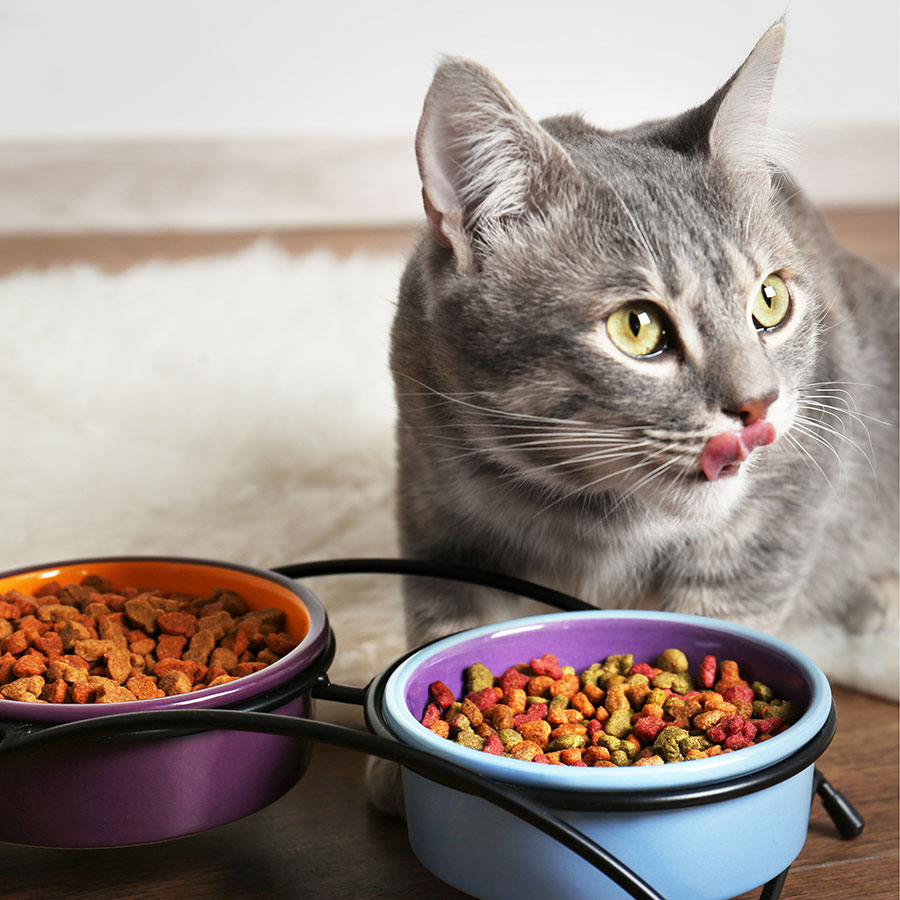 Best Cat Food • Reviews & Buying Guide