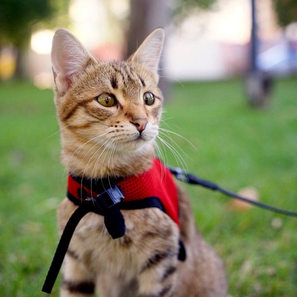 Best Cat Harness