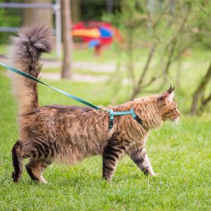 Best Cat Leash