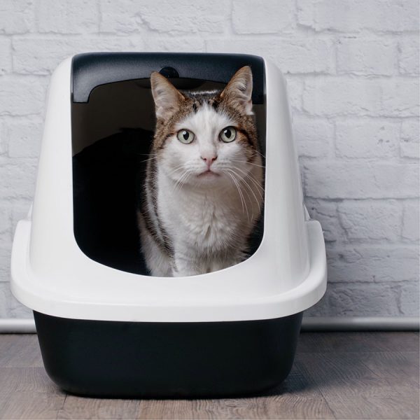 Best Cat Litter Box