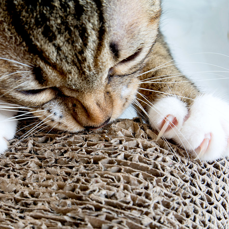 Best Cat Scratching Pad • Reviews & Buying Guide