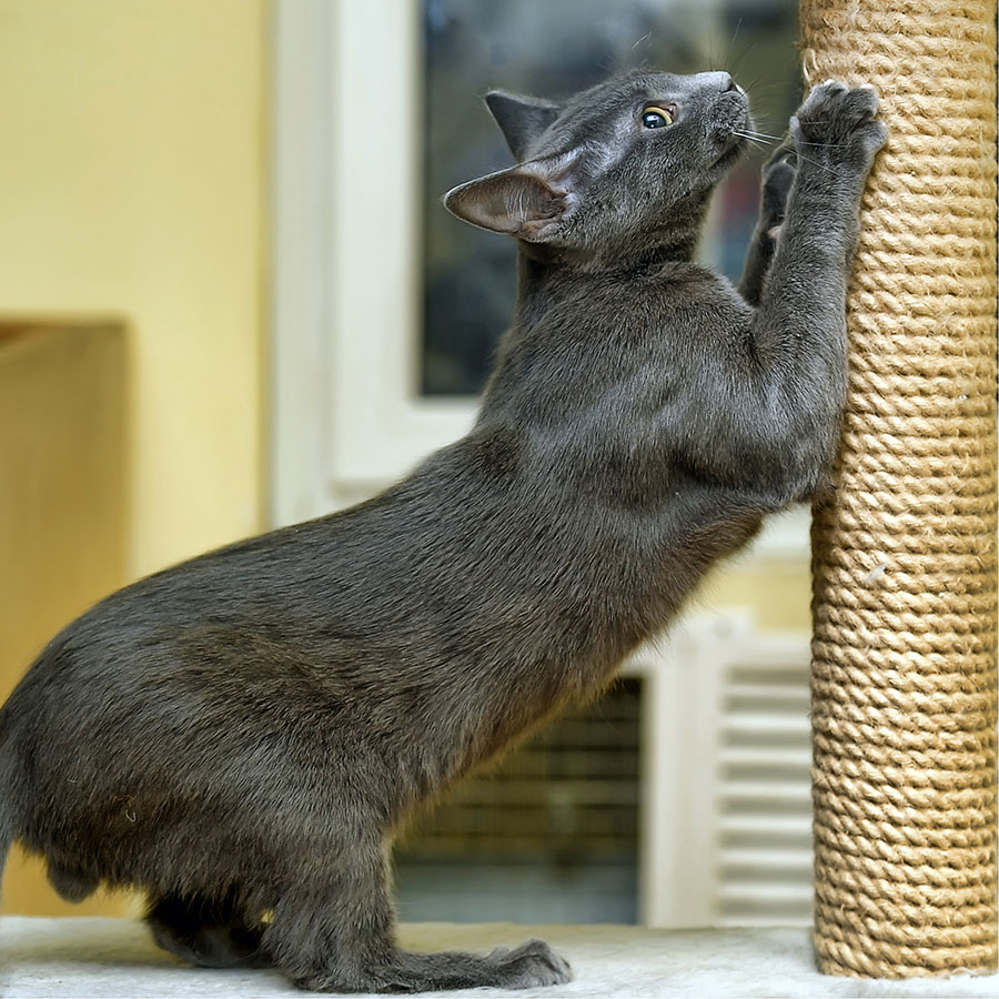 Best Cat Scratching Post • Reviews & Buying Guide