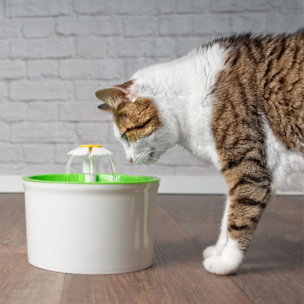 Best Cat Water Fountain