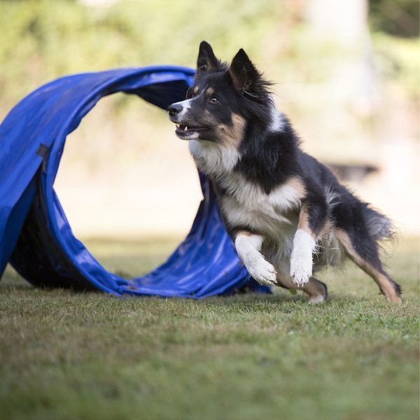 Best Dog Agility Tunnel