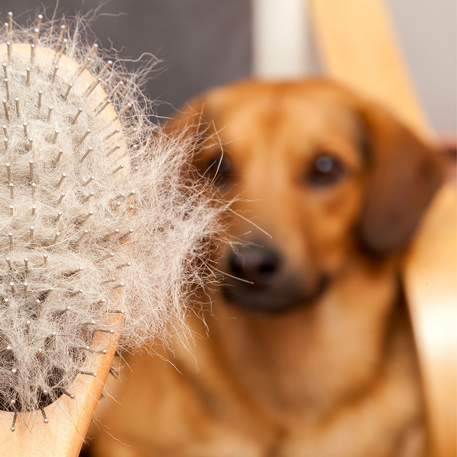 Best Dog Brush • Reviews & Buying Guide