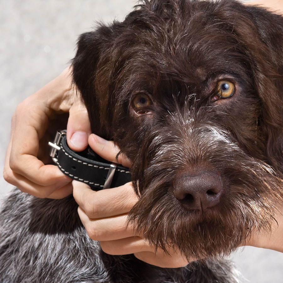 Best Dog Collar • Reviews & Buying Guide