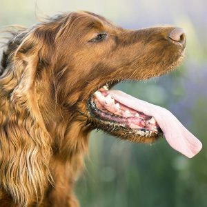 Best Dog Cooling Pad