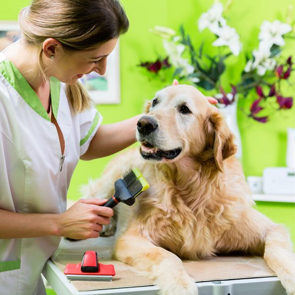 Best Dog Grooming Table