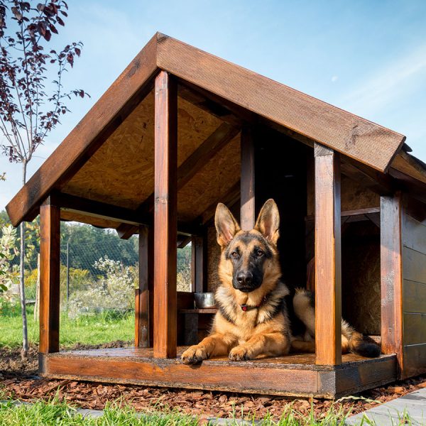 Best Dog House