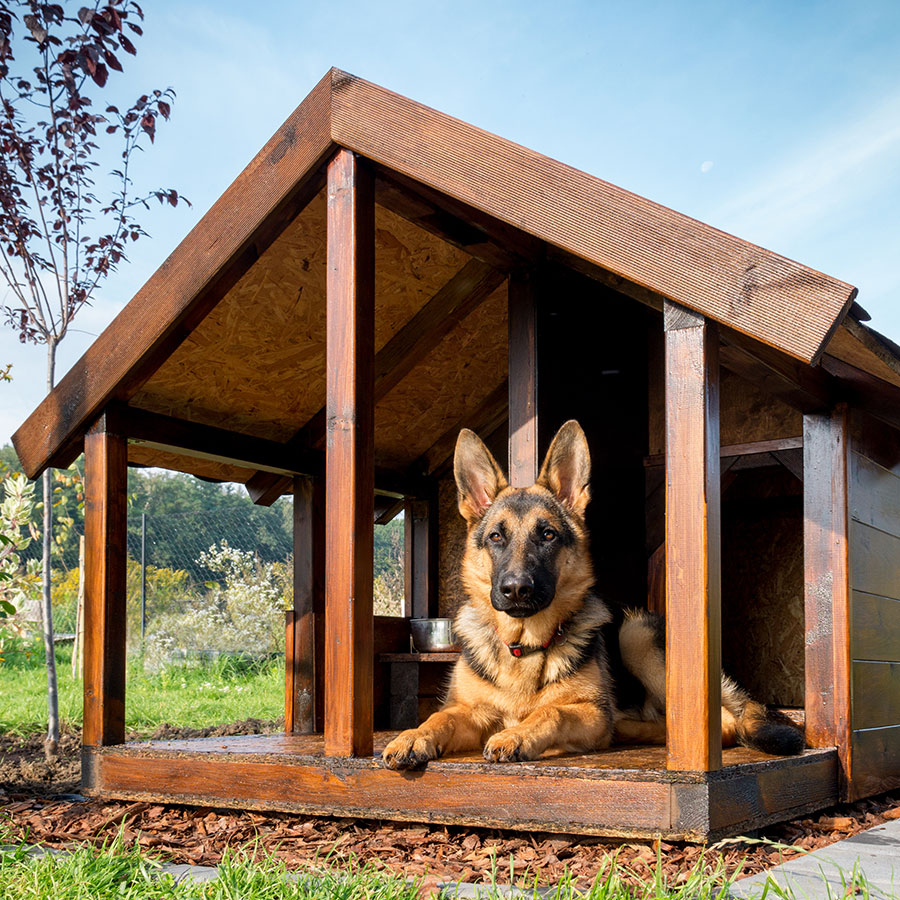 Best Dog House • Reviews & Buying Guide