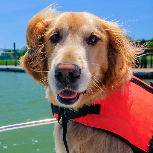 Best Dog Life Jacket