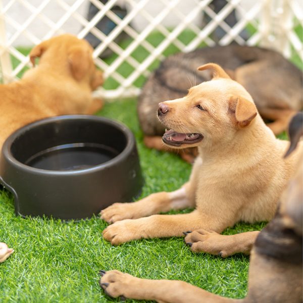 Best Dog Playpen