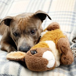 Best Dog Plush Toy