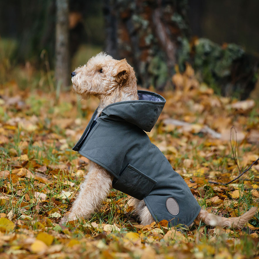 Best Dog Raincoat • Reviews & Buying Guide