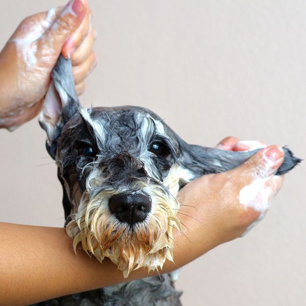 Best Dog Shampoo