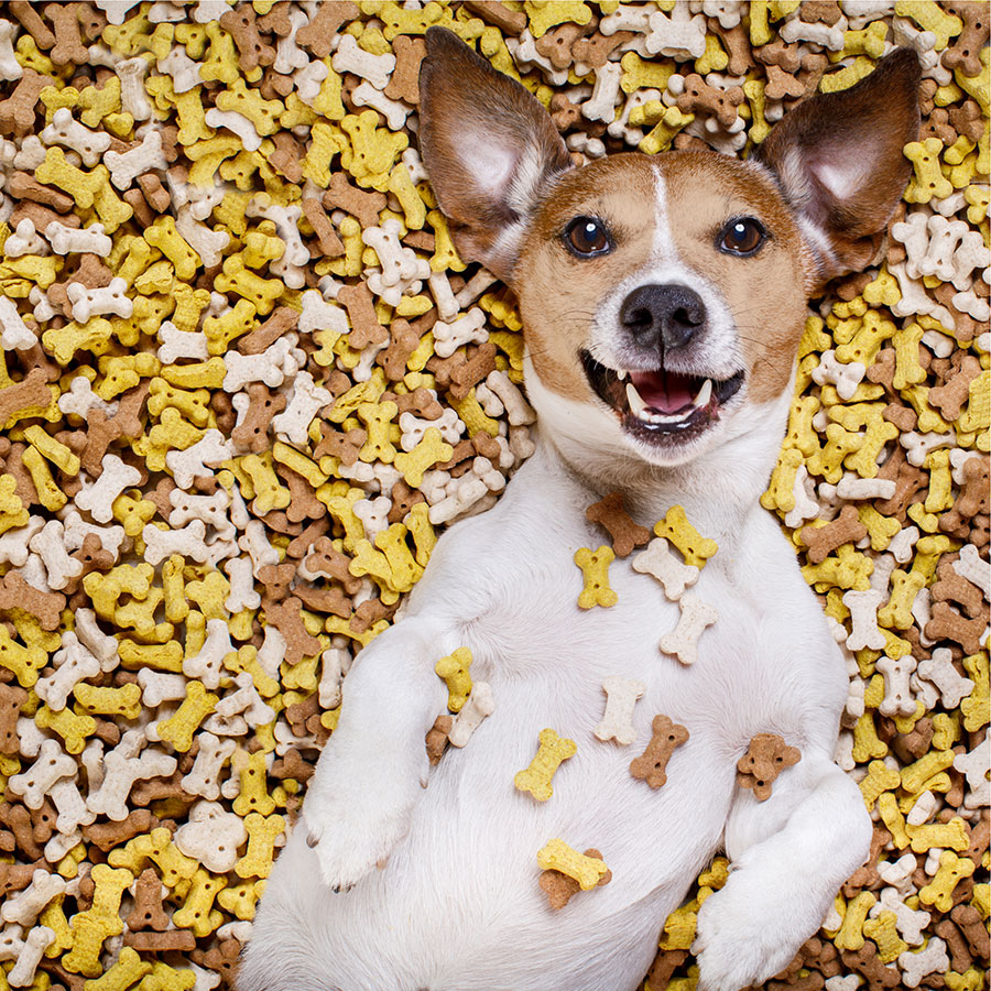 Best Dog Treats • Reviews & Buying Guide