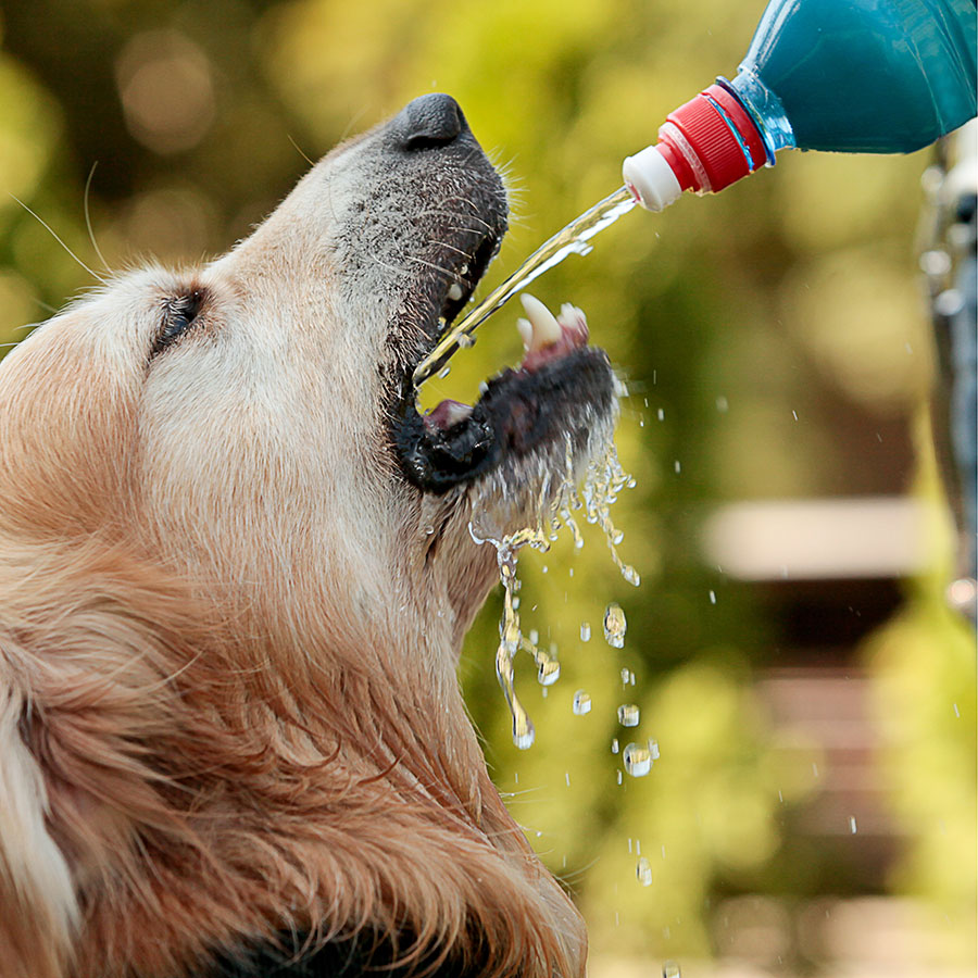 Best Dog Water Bottle • Reviews & Buying Guide