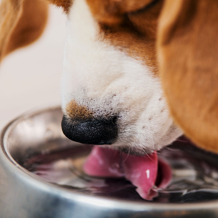 Best Dog Water Fountain • Reviews & Buying Guide