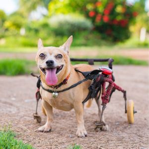 Best Dog Wheelchair