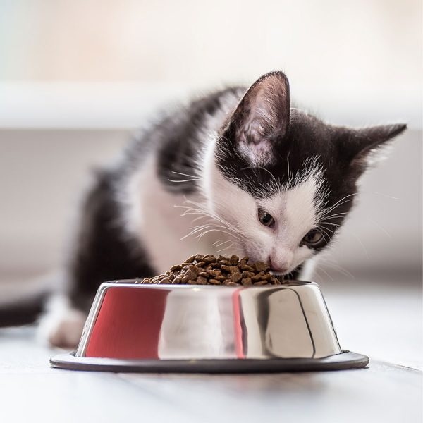 Best Kitten Food