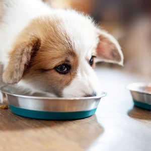 Best Puppy Food