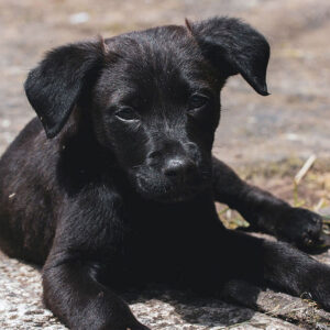 Everything To Know About Black Golden Retrievers