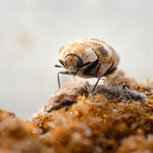 Can Carpet Cleaners Spread Bed Bugs?