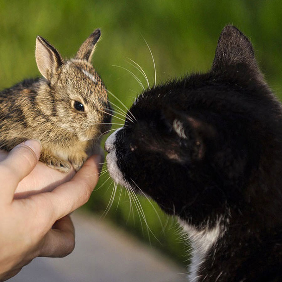 Can Cats And Rabbits Get Along?