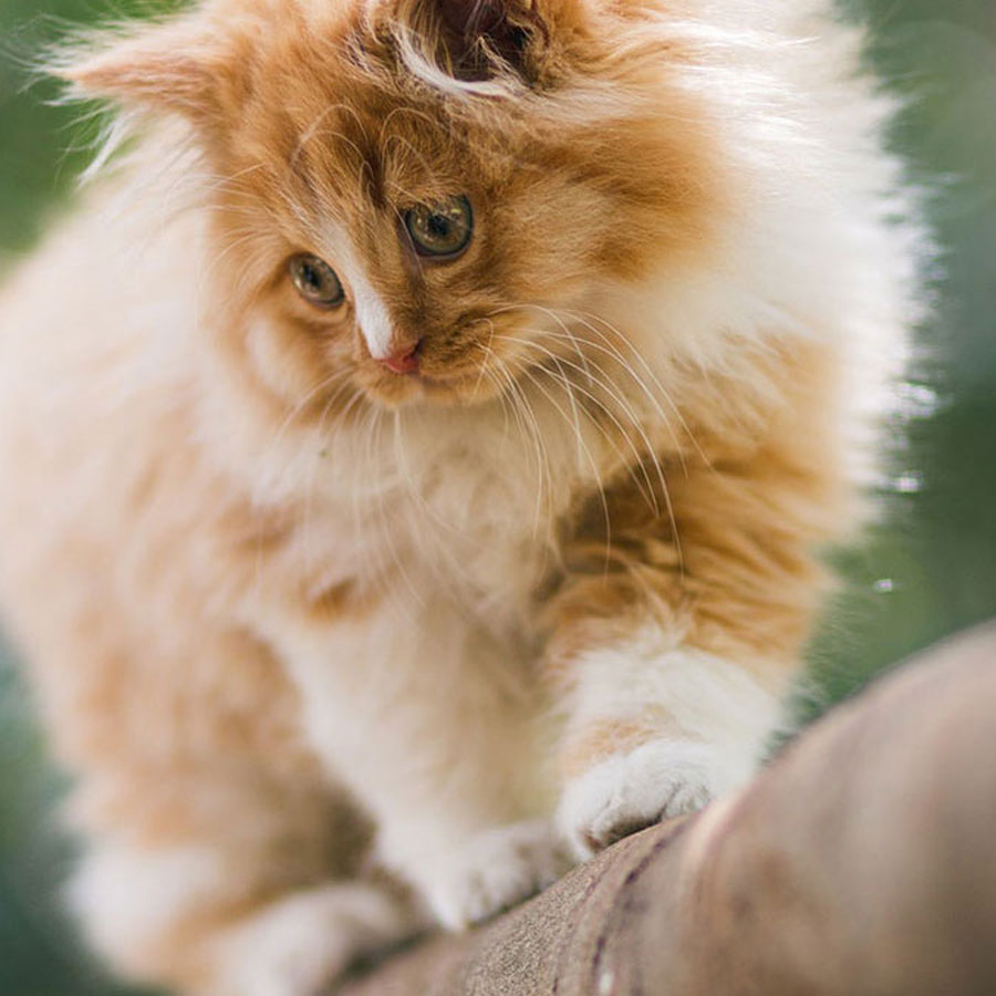 Can Cats Climb Down Trees?