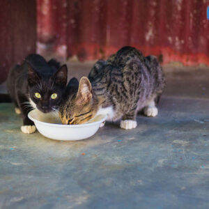 Can Cats Drink Almond Milk?