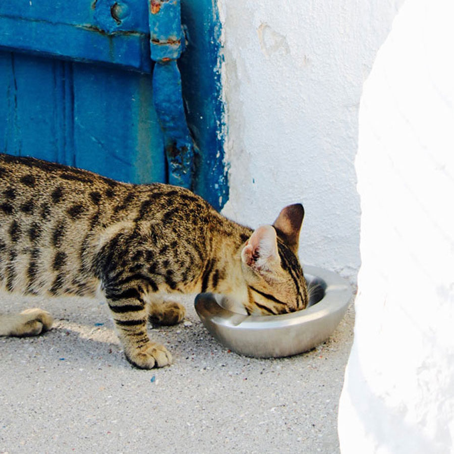 Can Cats Drink Lactose-Free Milk?