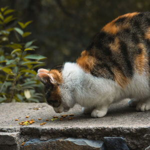 Can Cats Eat Cheese?