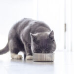 Can Cats Eat French Fries?