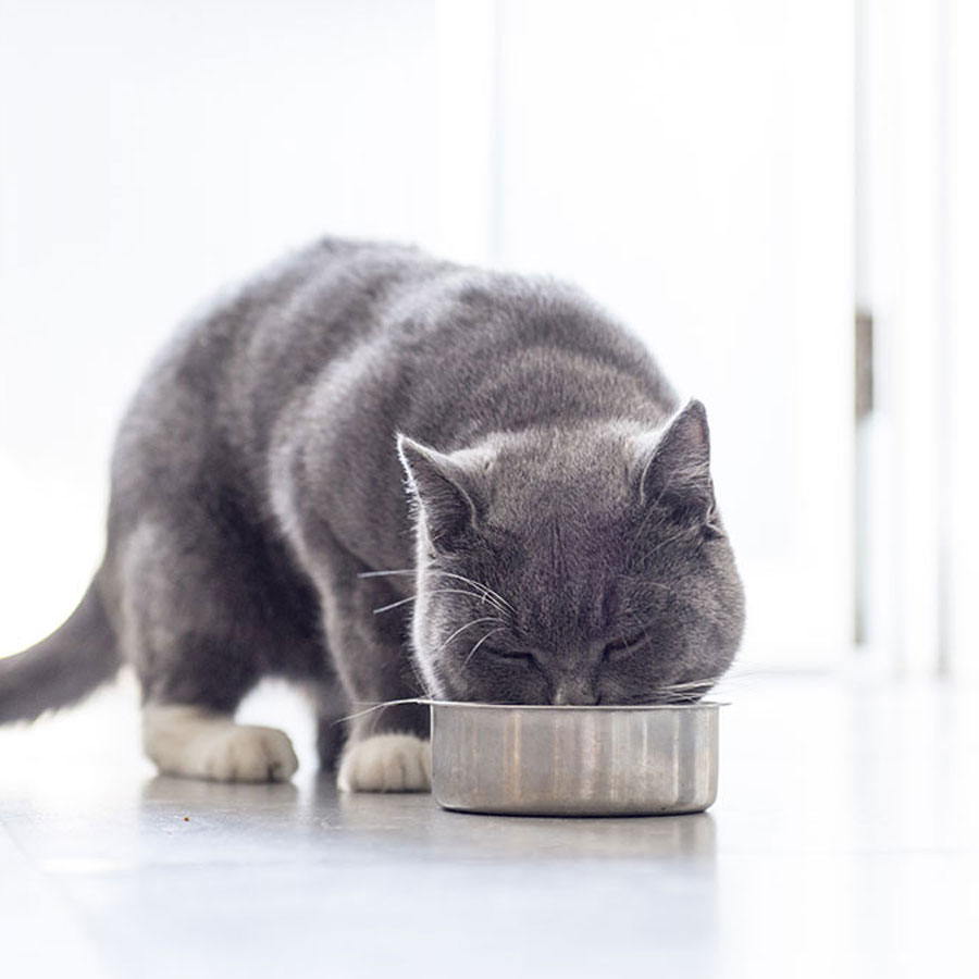 Can Cats Eat French Fries?