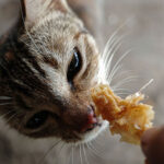 Can Cats Eat Fried Chicken?