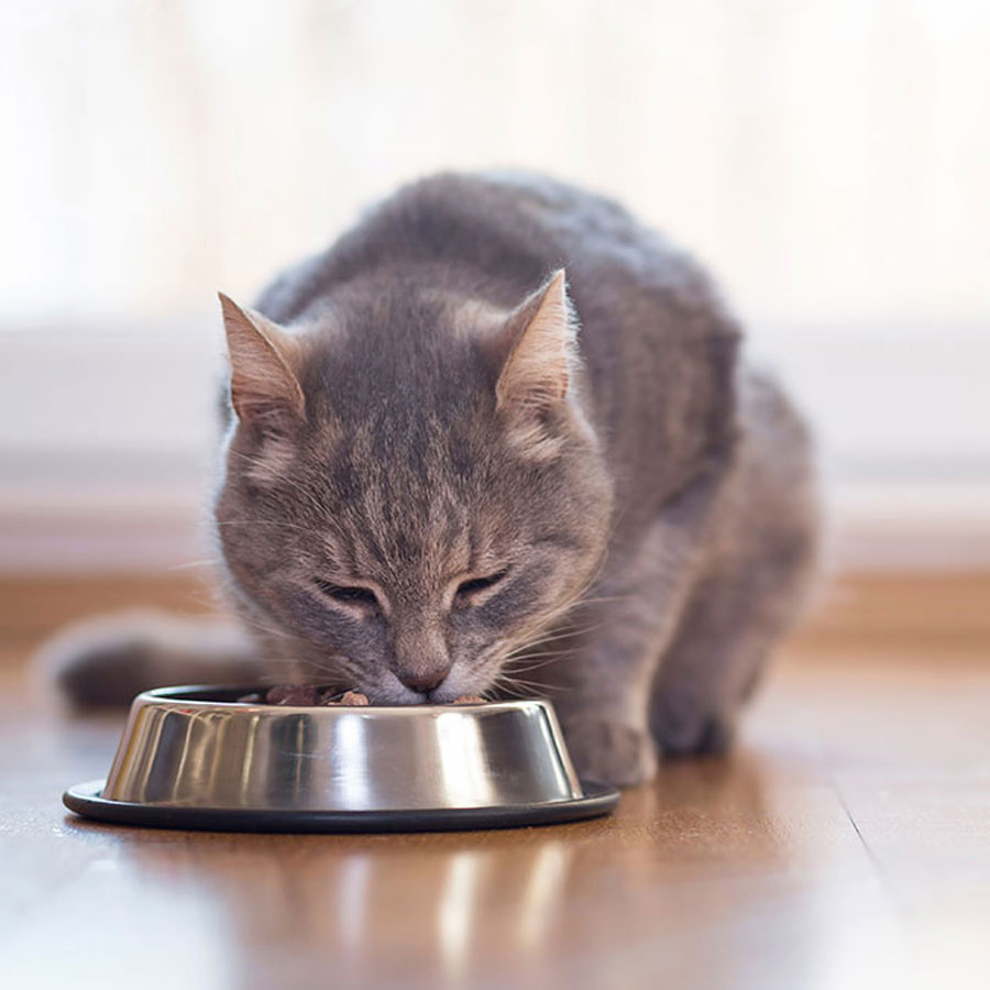 Can Cats Eat Vegetable Oil?