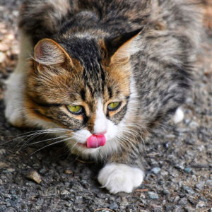 Can Cats Eat Vegetables?