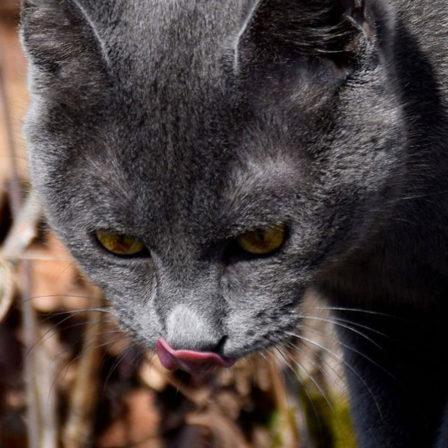 Can Cats Eat Zucchini?