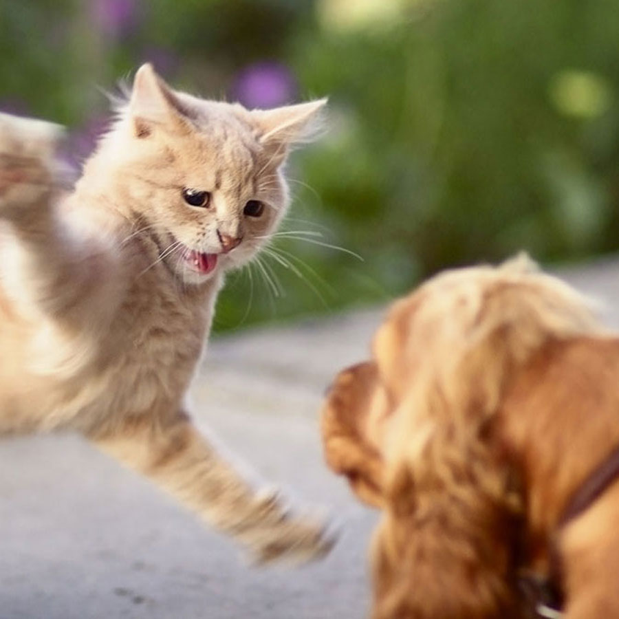 Can Cats Kill Dogs?