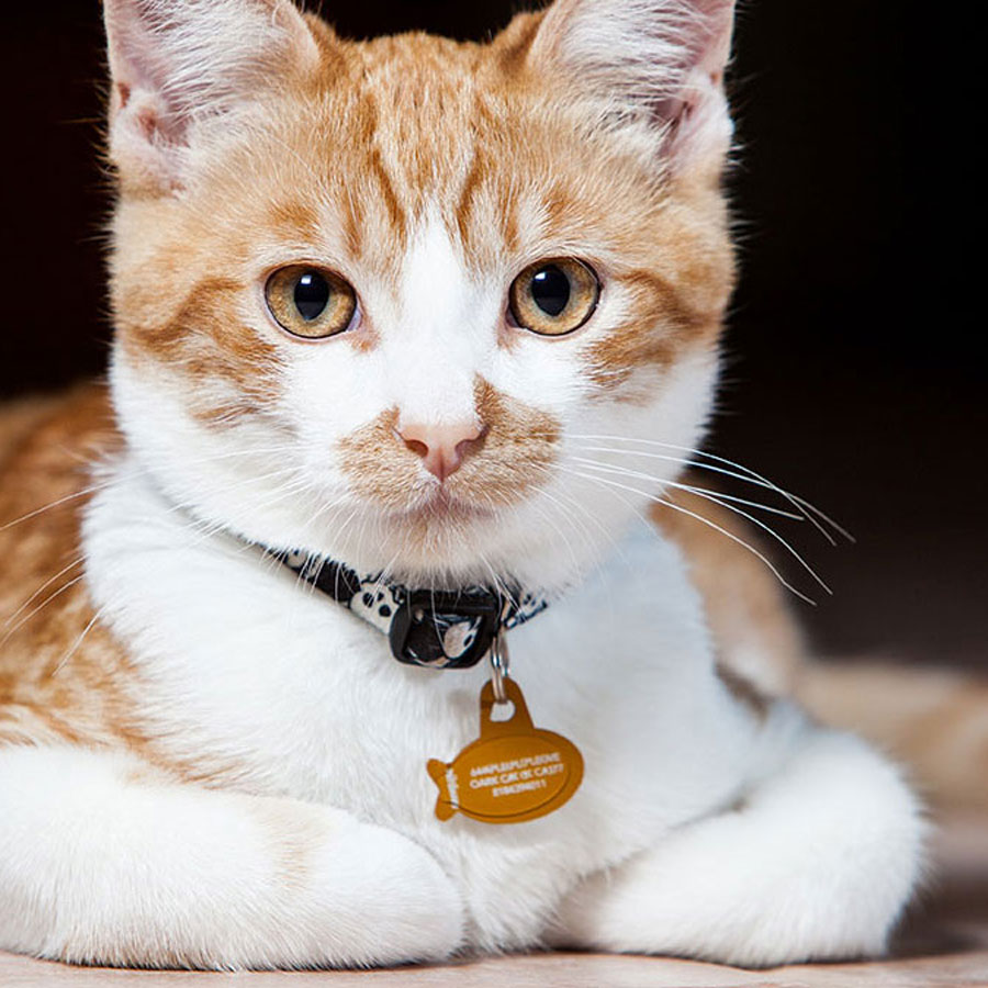 At What Age Should You Put A Collar On A Cat?