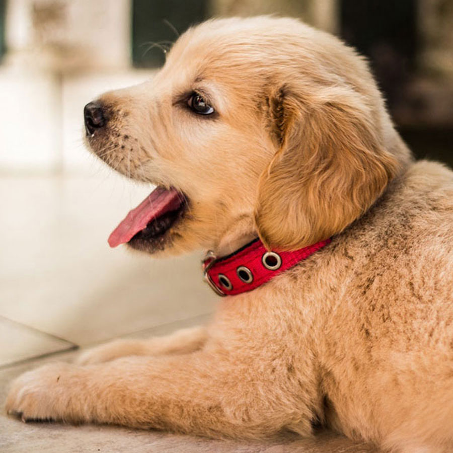 Can You Use A Cat Collar On A Puppy?