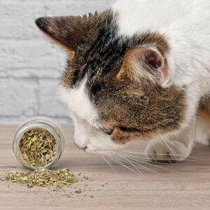 Top 7 Catnip Alternatives You Should Consider