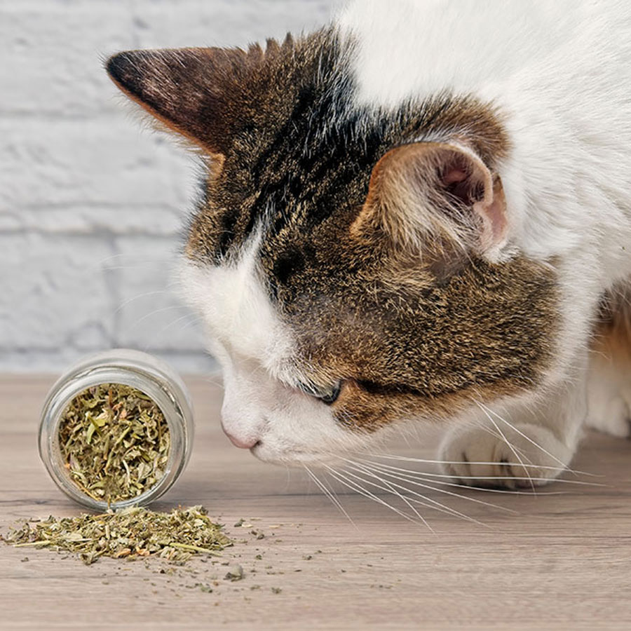 Top 7 Catnip Alternatives You Should Consider